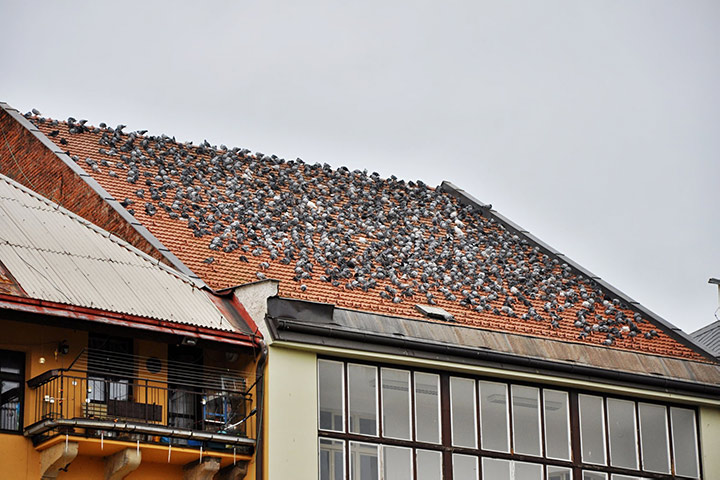 A2B Pest Control are able to install spikes to deter birds from roofs in Broadstone.