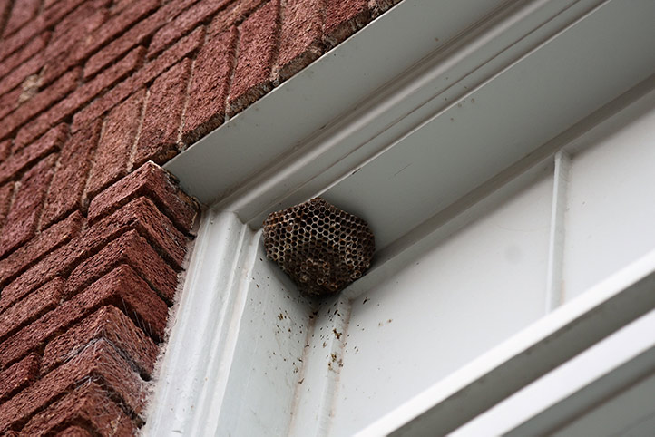 We provide a wasp nest removal service for domestic and commercial properties in Broadstone.